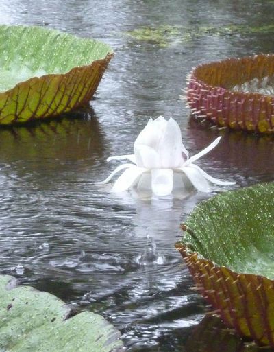 ATT_1433754777941_Lotus