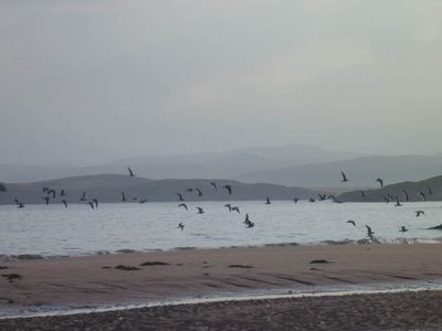 Birds on beach