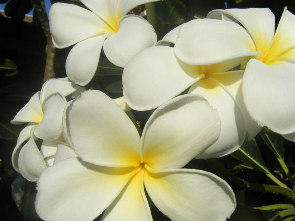 Relaxing Flowers